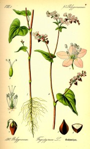 Fagopyrum_esculentum